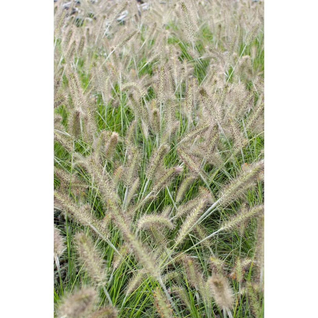 Pennisetum Alopecuroides 'Hameln' - Ø14cm - 30cm
