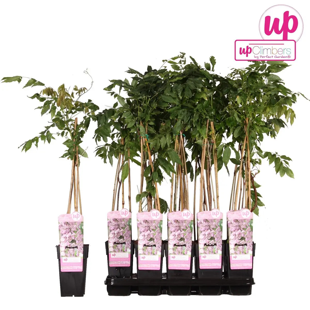 Wisteria Floribunda 'Rosea' - rosa Regen - Ø15cm - ↕65 cm MEERgroothandel Planten