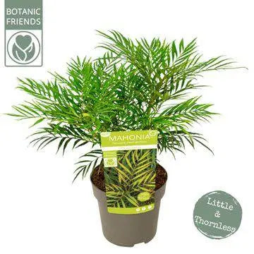 Mahonia eurybracteata 'Little Soft Coppess'® - ↕25 cm - Ø19cm | Farn - Pille Gartenwelt