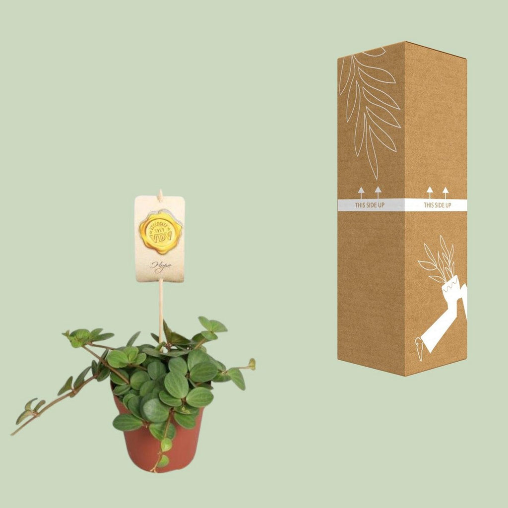 Peperomie Hope Zwergenpfeffer - Ø12CM - ↕15cm