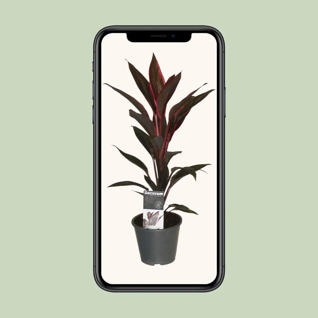 Cordyline  fruticosa  „Tango“ Keulenlilie – P12, Höhe 40 cm