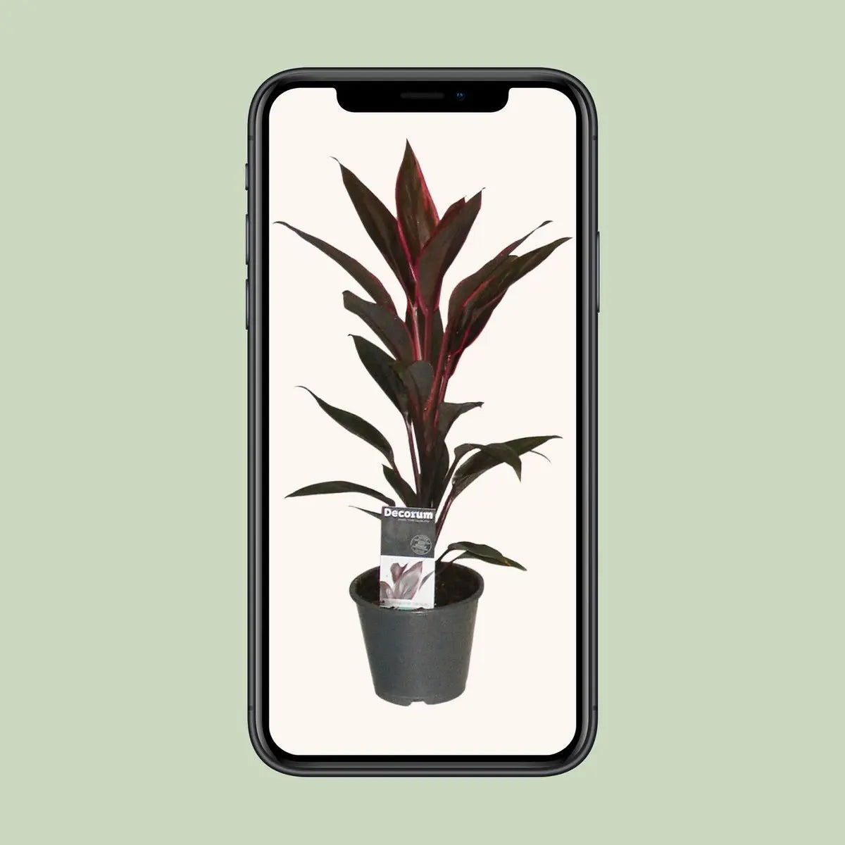 Cordyline  fruticosa  „Tango“ Keulenlilie – P12, Höhe 40 cm
