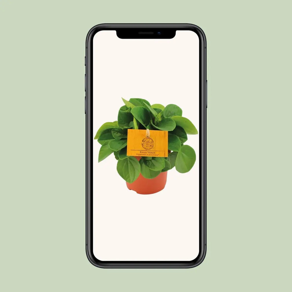 Peperomia Babaria Rane Verde - Ø11cm - ↕15cm