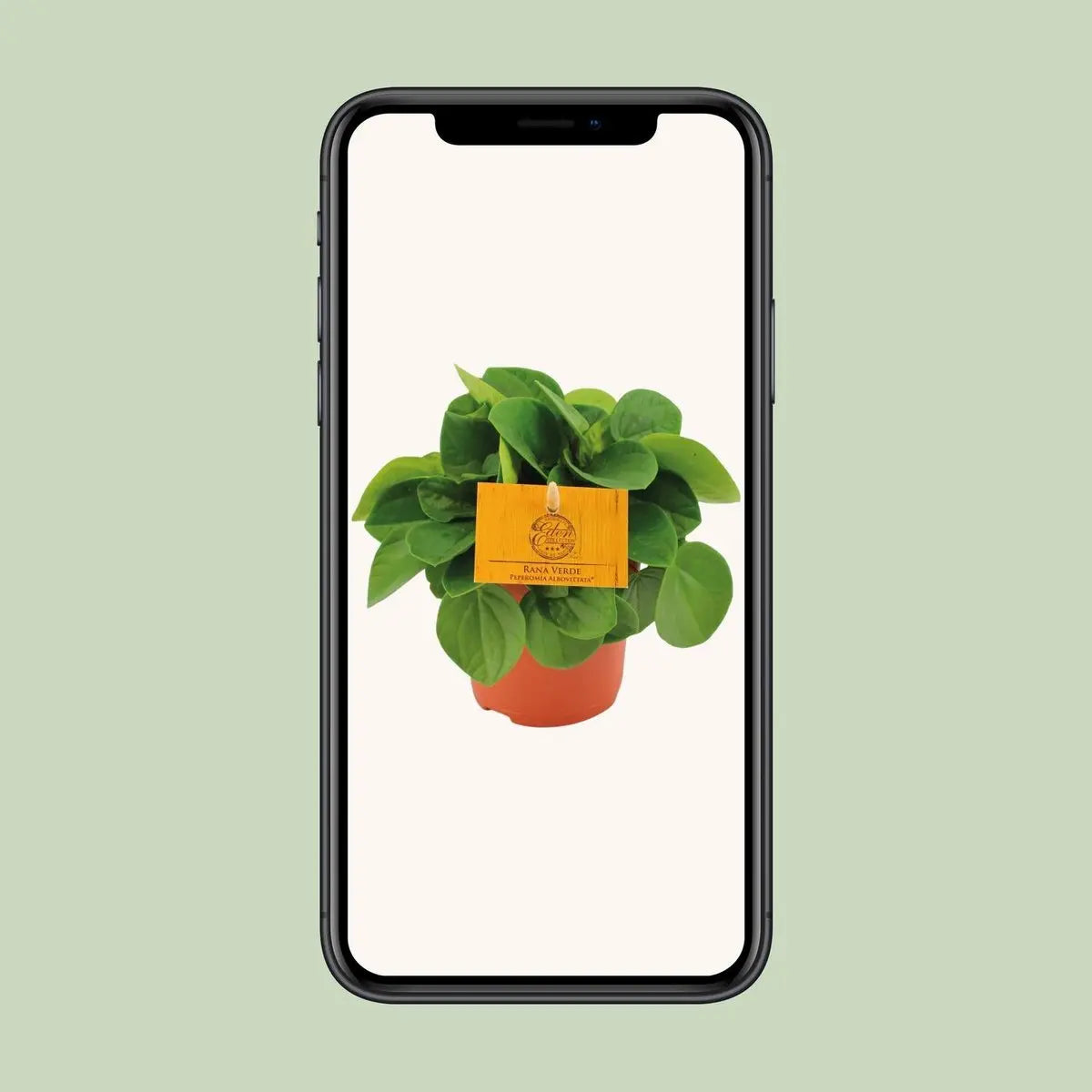 Peperomia Babaria Rane Verde - Ø11cm - ↕15cm