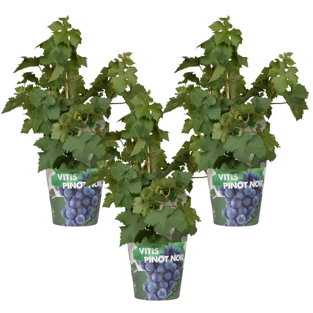 3x - vitis pixie 'pinot noir' - ↨30cm - Ø14 MEERgroothandel Planten