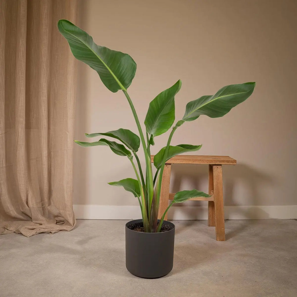 Strelitzia Nicolai - Ø19cm - ↕80cm MEERgroothandel Planten