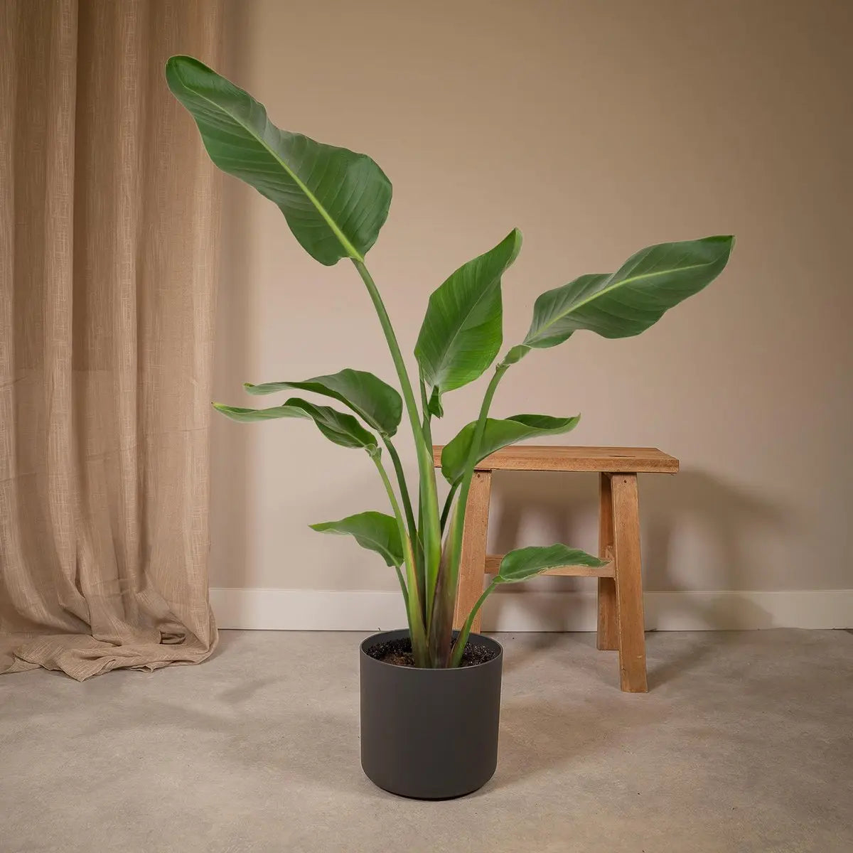 Strelitzia Nicolai - Ø19cm - ↕80cm MEERgroothandel Planten