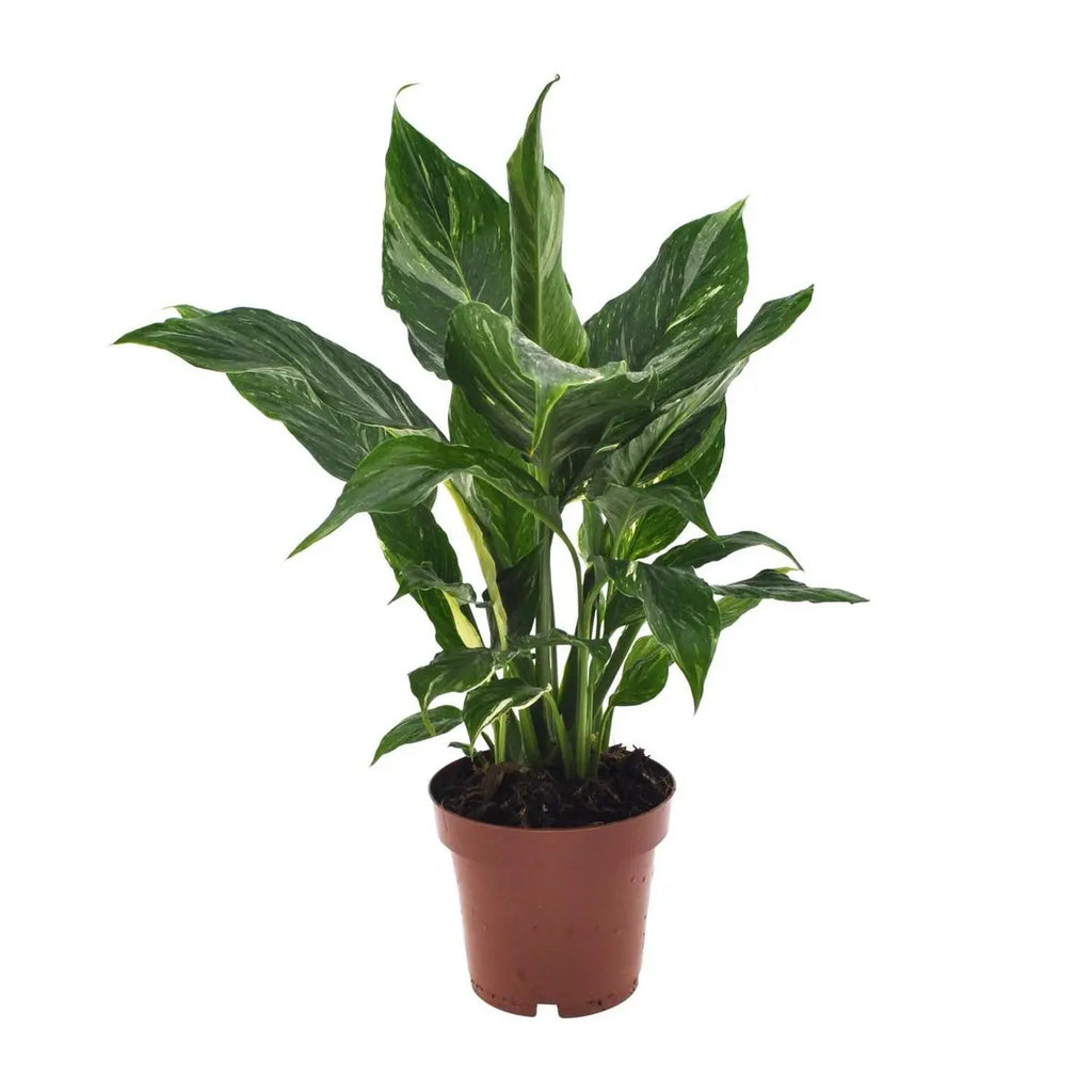 Spathiphyllum Diamond - Ø12cm - ↕40 cm