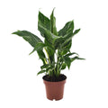 Spathiphyllum Diamond - Ø12cm - ↕40 cm