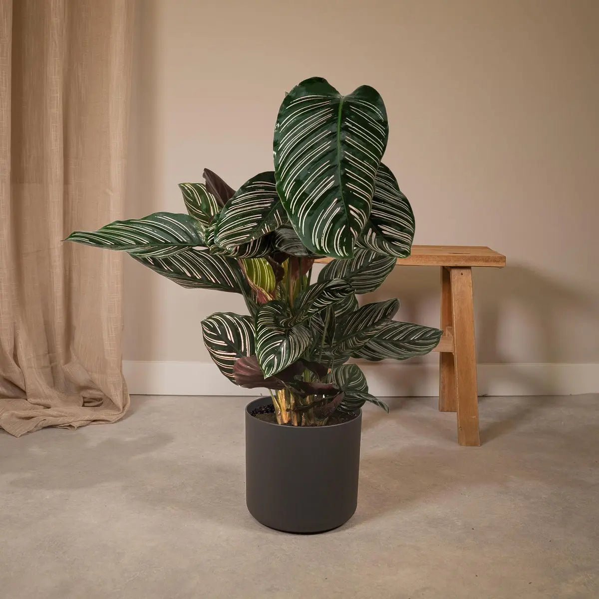 Calathea Ornata - Ø19cm - ↕75cm MEERgroothandel Planten