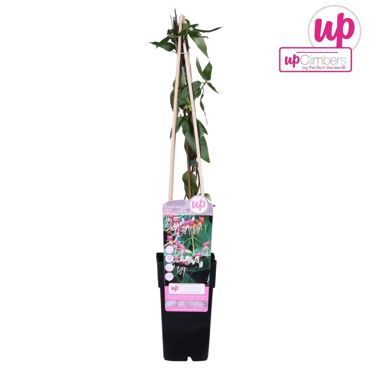 Immergrünes Geißblatt Lonicera henryi - Ø15cm - ↕65cm - Pille Gartenwelt