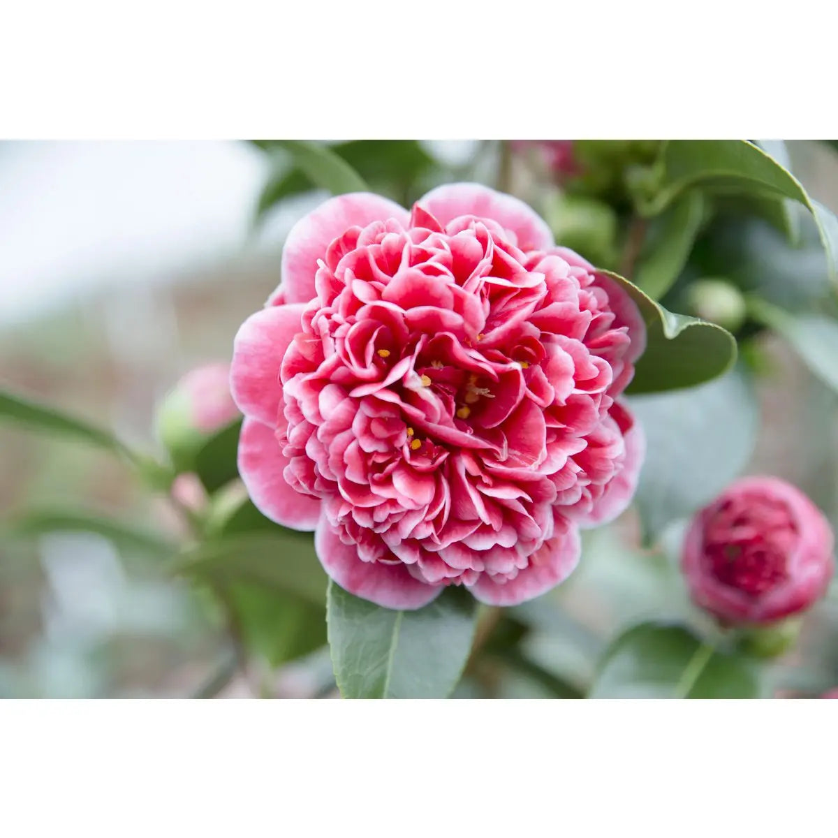 Kamelie ‘Volunteer’® (Camellia japonica) - Ø13cm - ↕20cm - Pille Gartenwelt