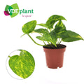 Epipremnum golden - Ø12cm - ↕25 cm - Pille Gartenwelt