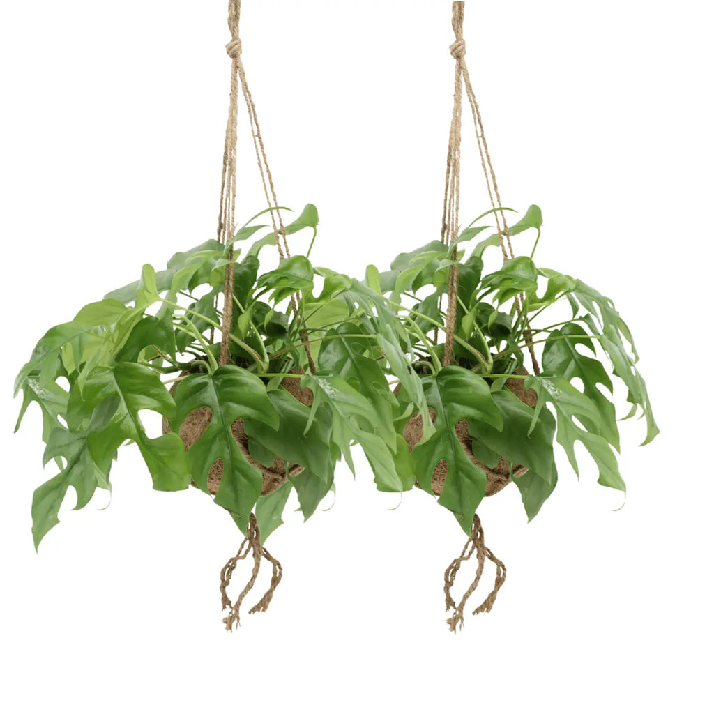 Kokodama Monstera minima hängen (Lochpflanze) - 2 Teile - Ø15 cm - ↕25 cm MEERgroothandel Planten
