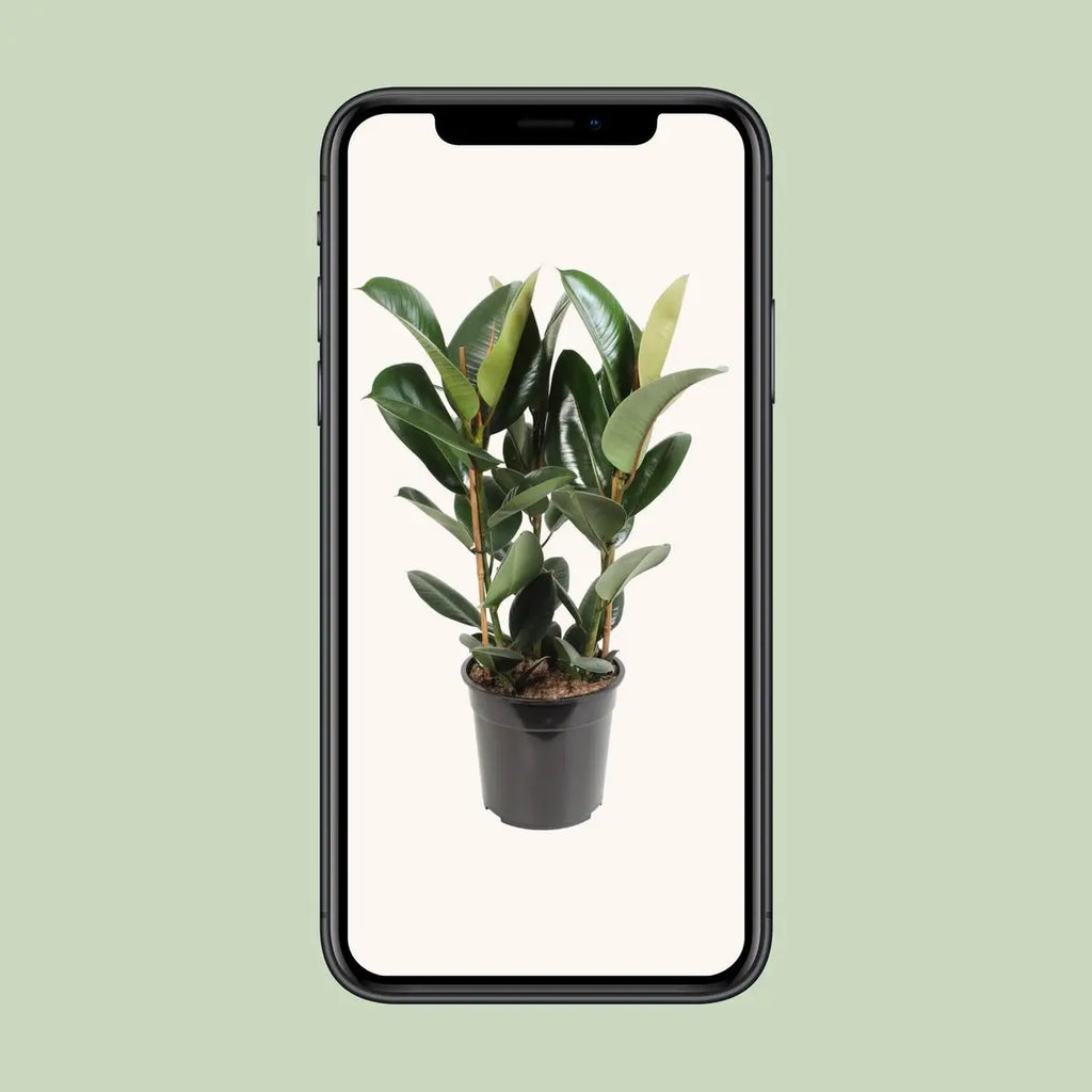 Ficus Elastic Robust - Ø27cm - ↕85 cm MEERgroothandel Planten