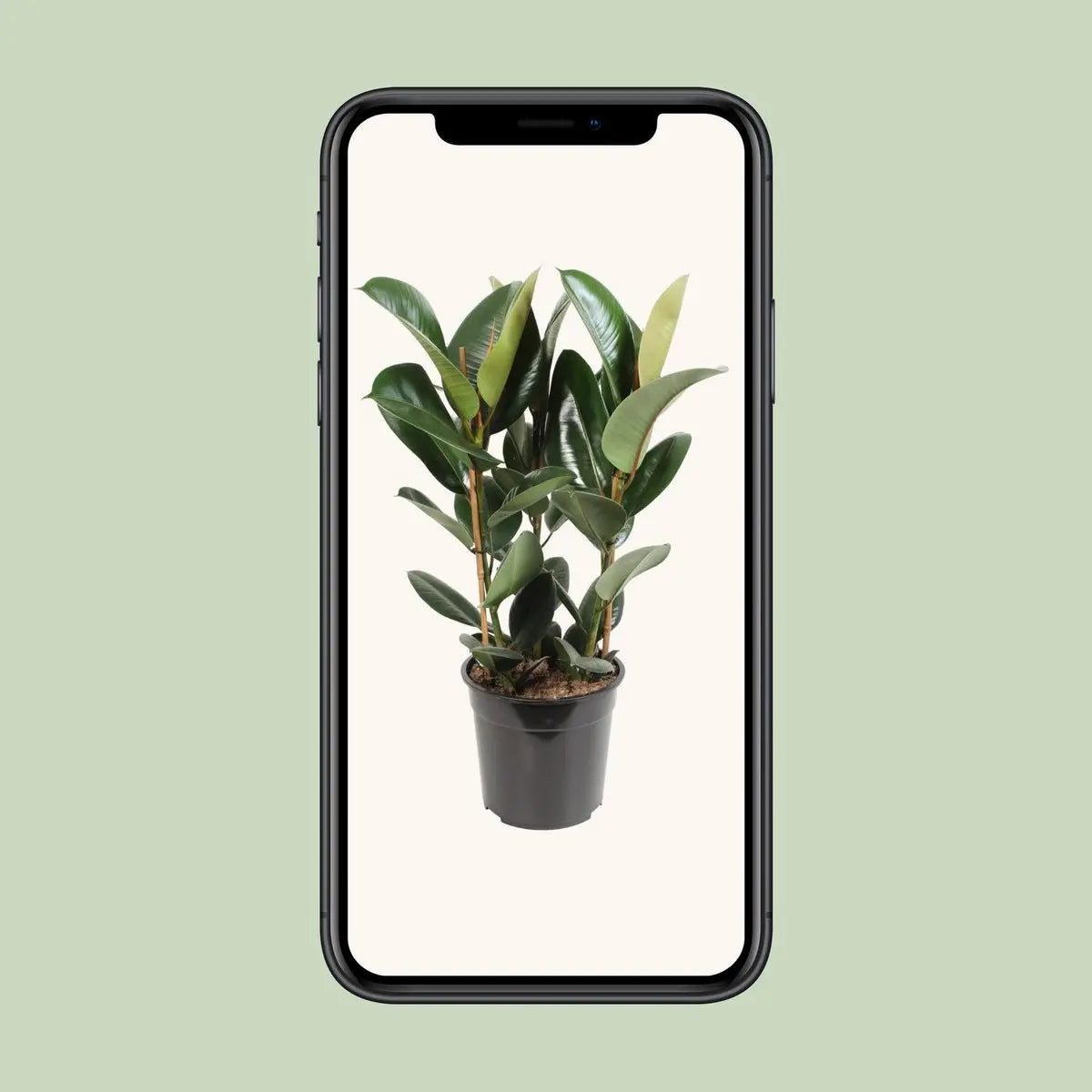 Ficus Elastic Robust - Ø27cm - ↕85 cm MEERgroothandel Planten