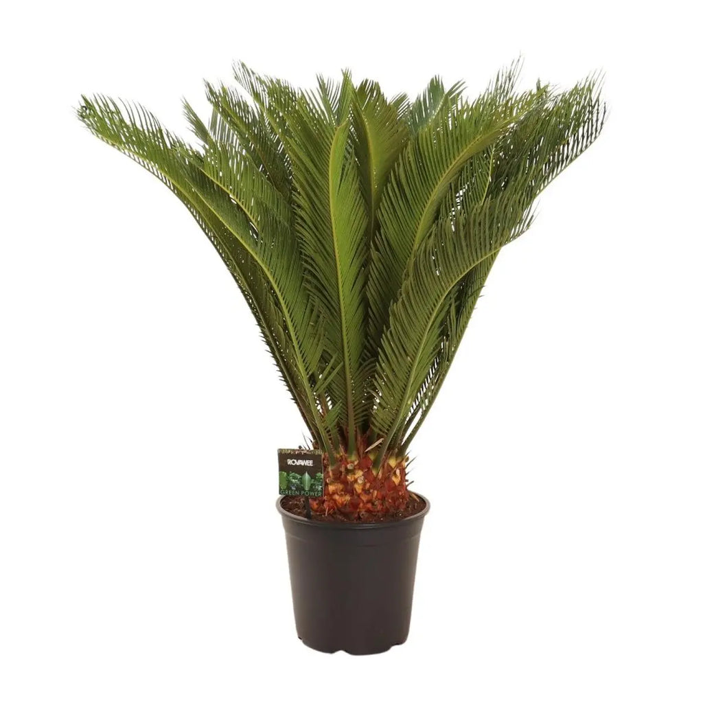 Cycas Revoluta 30 Plus Veren | [P24-H90] MEERgroothandel Planten