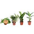 Musthave Pflanzkasten - 4 Stück - Ø12cm - ↕20-40cm MEERgroothandel Planten