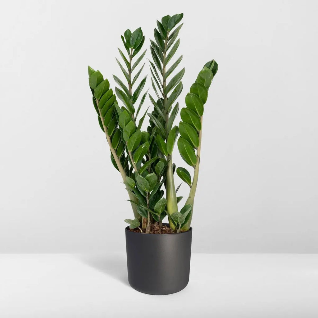 Zamioculcas Zamiifolia - Smaragdpalme - Ø14cm - ↕50cm MEERgroothandel Planten