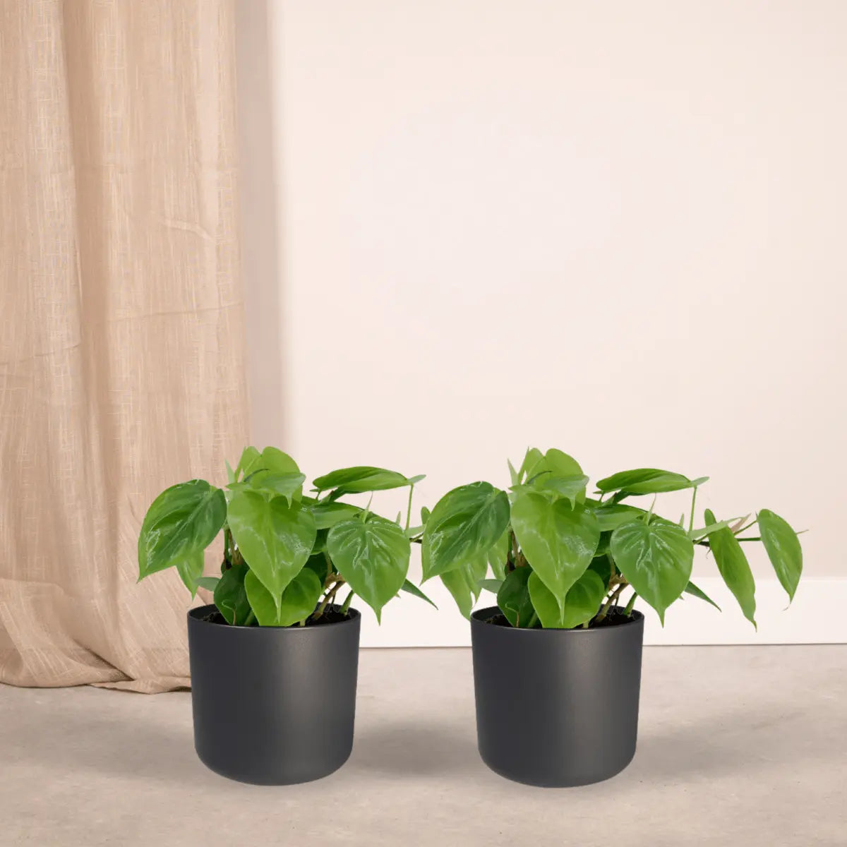 2x Philodendron scandens Herzblatt Ø12 cm – ↕15 cm
