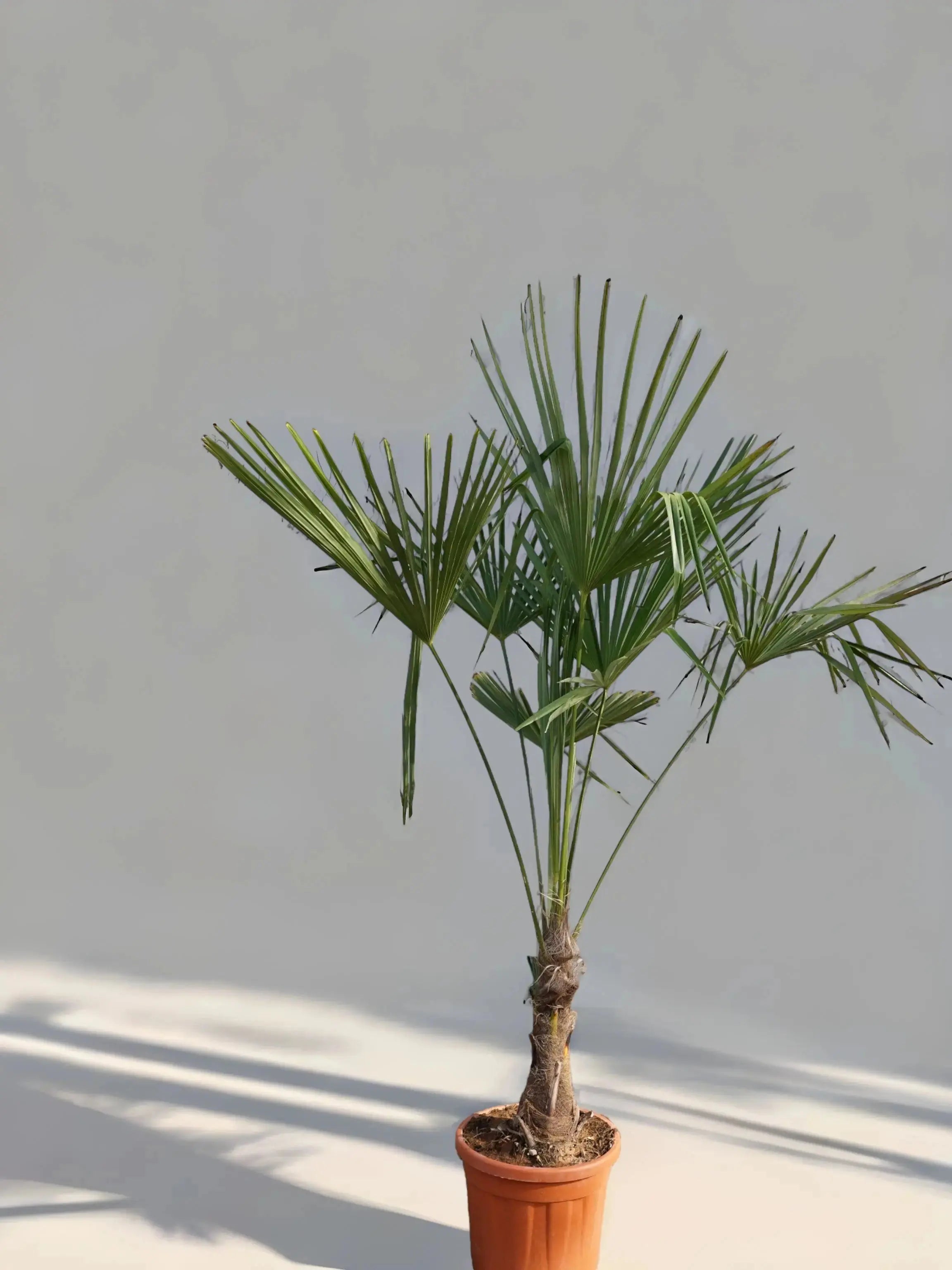 Trachycarpus fortunei - Chinesische Hanfpalme aus Freilandzucht