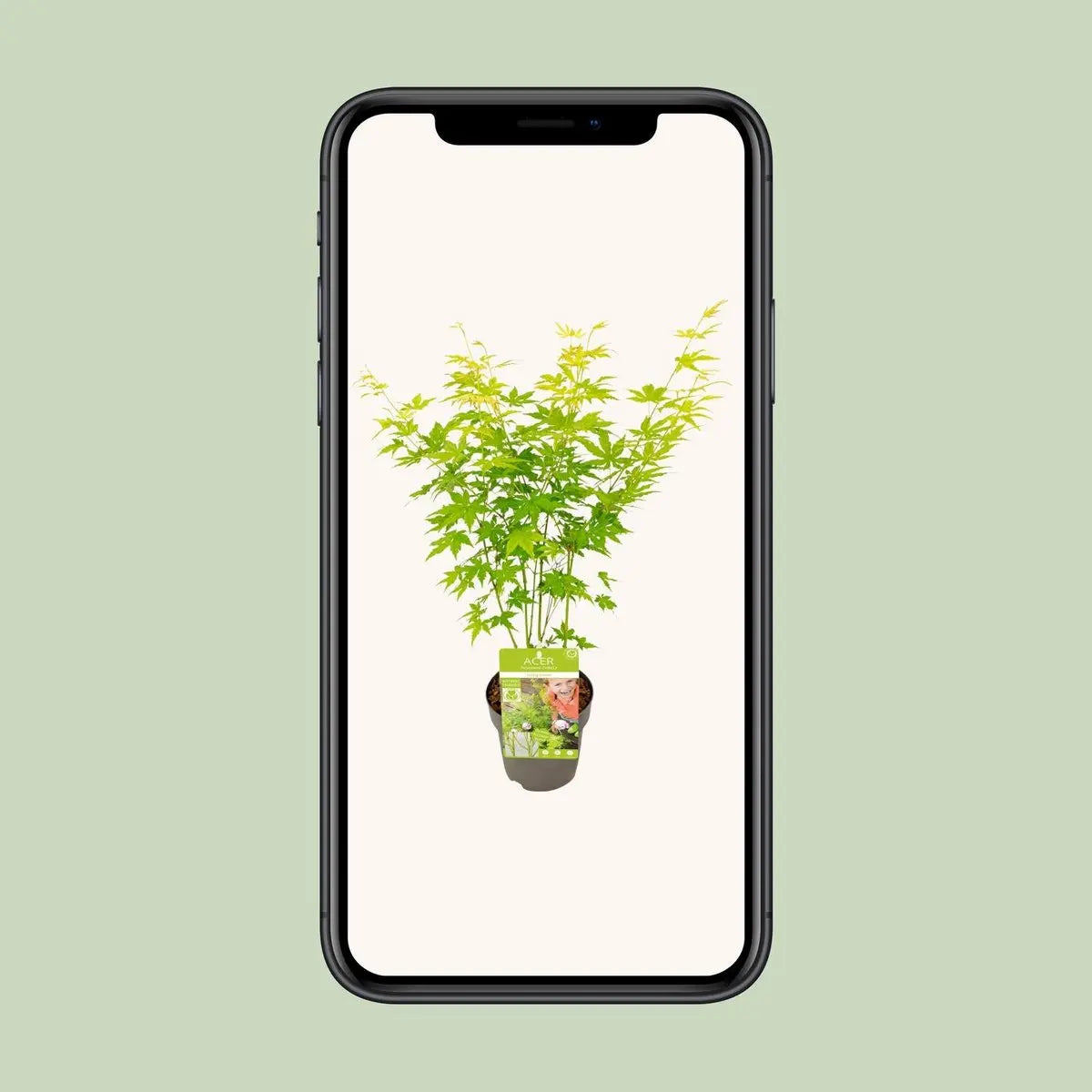 Acer palmatum grün - Ø15 cm - ↕30 cm MEERgroothandel Planten
