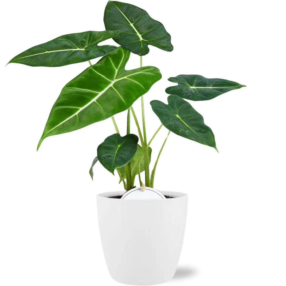 Alocasia Frydek - Ø12CM - ↕35 cm + Pot Brüssel D13,5x12,5 cm