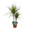 Dracaena marginata Golden Dragon – Drachenbaum Ø19 cm, 70 cm