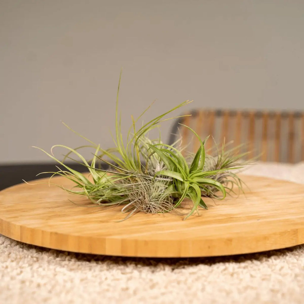„Tillandsia Air Mix 10 Stück – Luftpflanzen Ø6 cm – dekorativ ohne Erde“