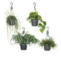 „Hängende Groenparels – Ø17 cm – ca. 30–50 cm – Pille Gartenwelt“
