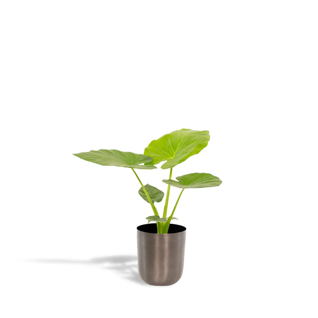 Alocasia macrorrhiza im Topf Mayk Blei – Ø19cm, ca. 70cm - Pille Gartenwelt