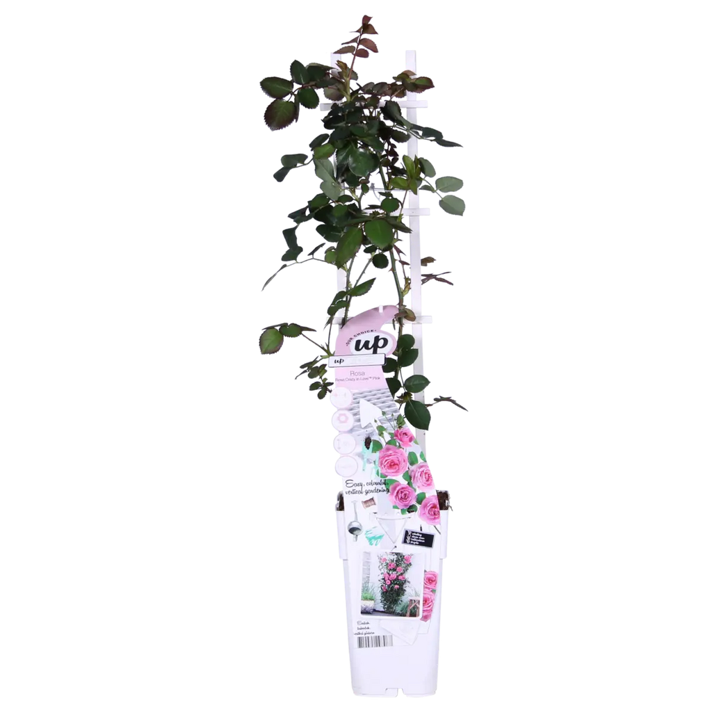 3x - Rosa Crazy in Love 'Pink' - ↨65cm - Ø15 MEERgroothandel Planten