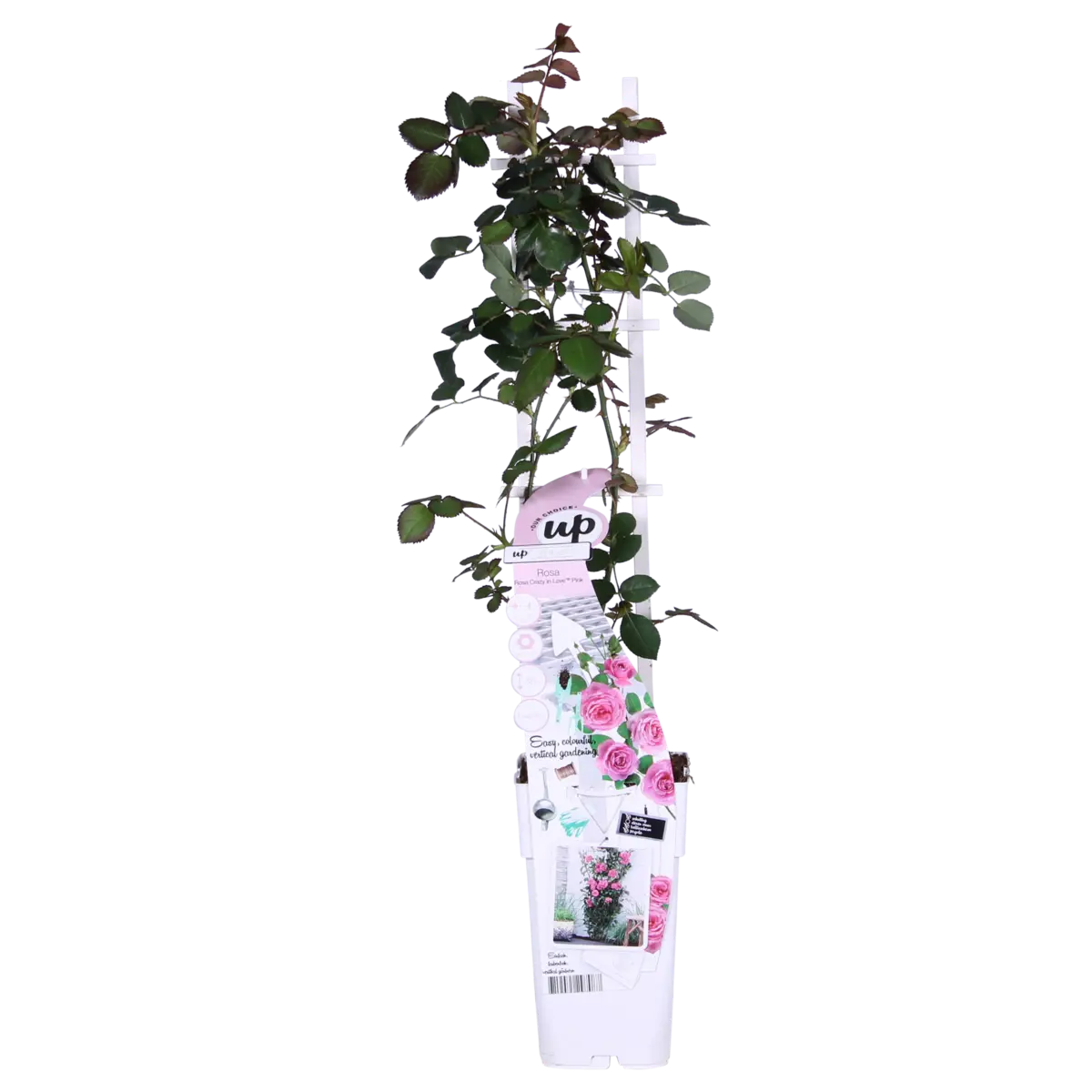 3x - Rosa Crazy in Love 'Pink' - ↨65cm - Ø15 MEERgroothandel Planten