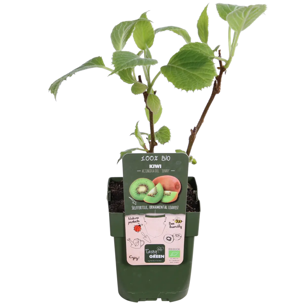 Bio-Kiwi im recycelten Topf – nachhaltiger Pflanztopf und Etikett