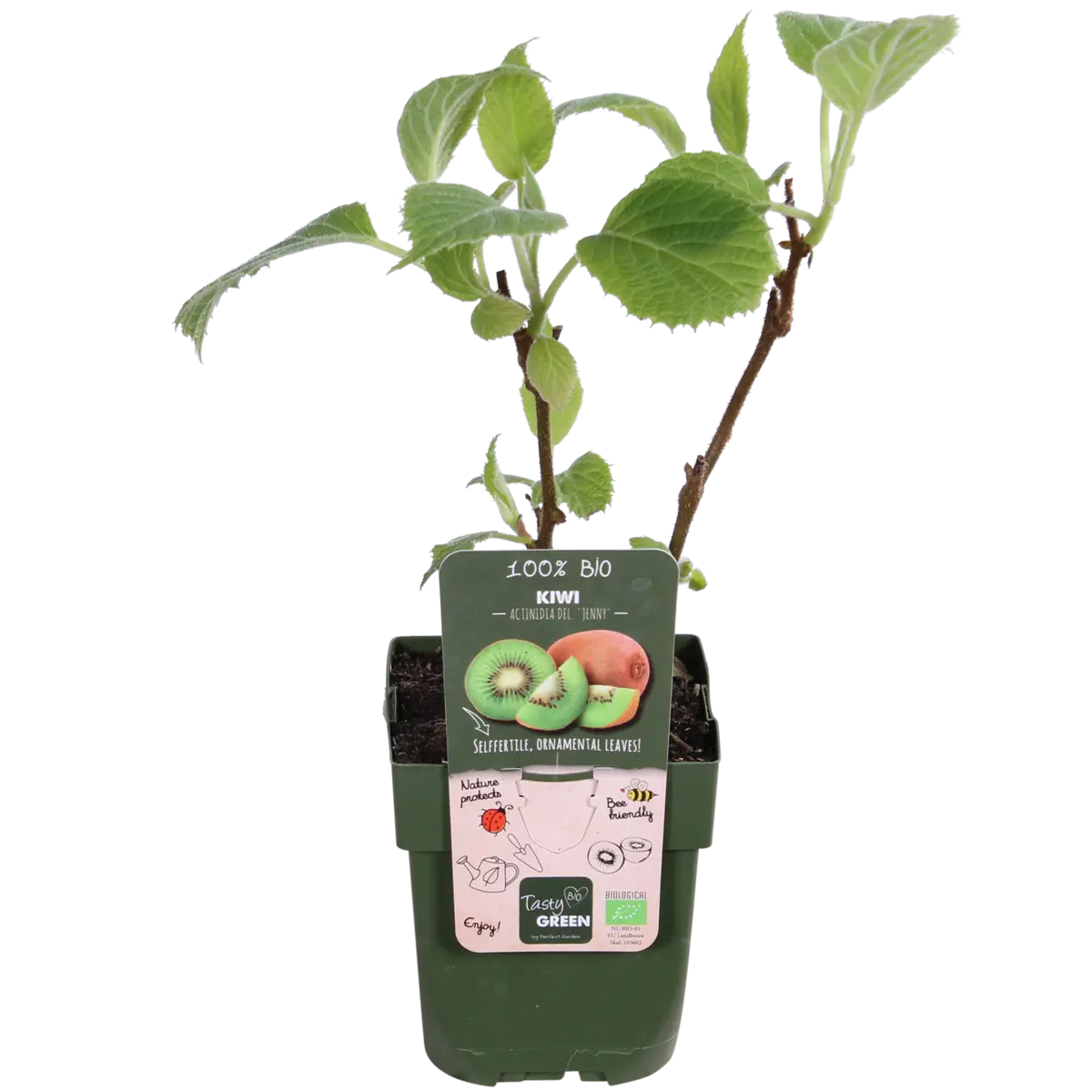 Bio-Kiwi im recycelten Topf – nachhaltiger Pflanztopf und Etikett