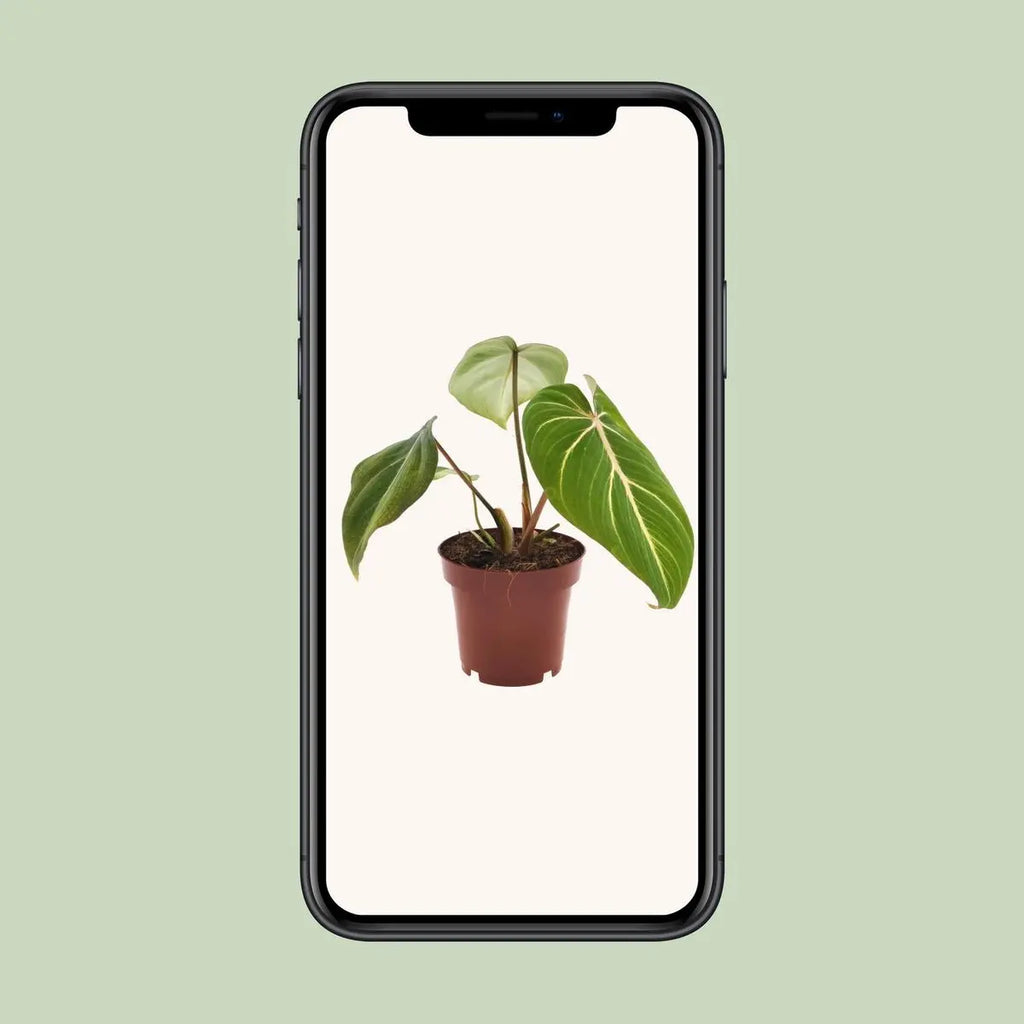 Philodendron selloum 'Atom' Ø12 cm – ↕25 cm