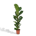 Ficus Lyrata - Gummipflanze - Ø21cm - ↕100cm MEERgroothandel Planten