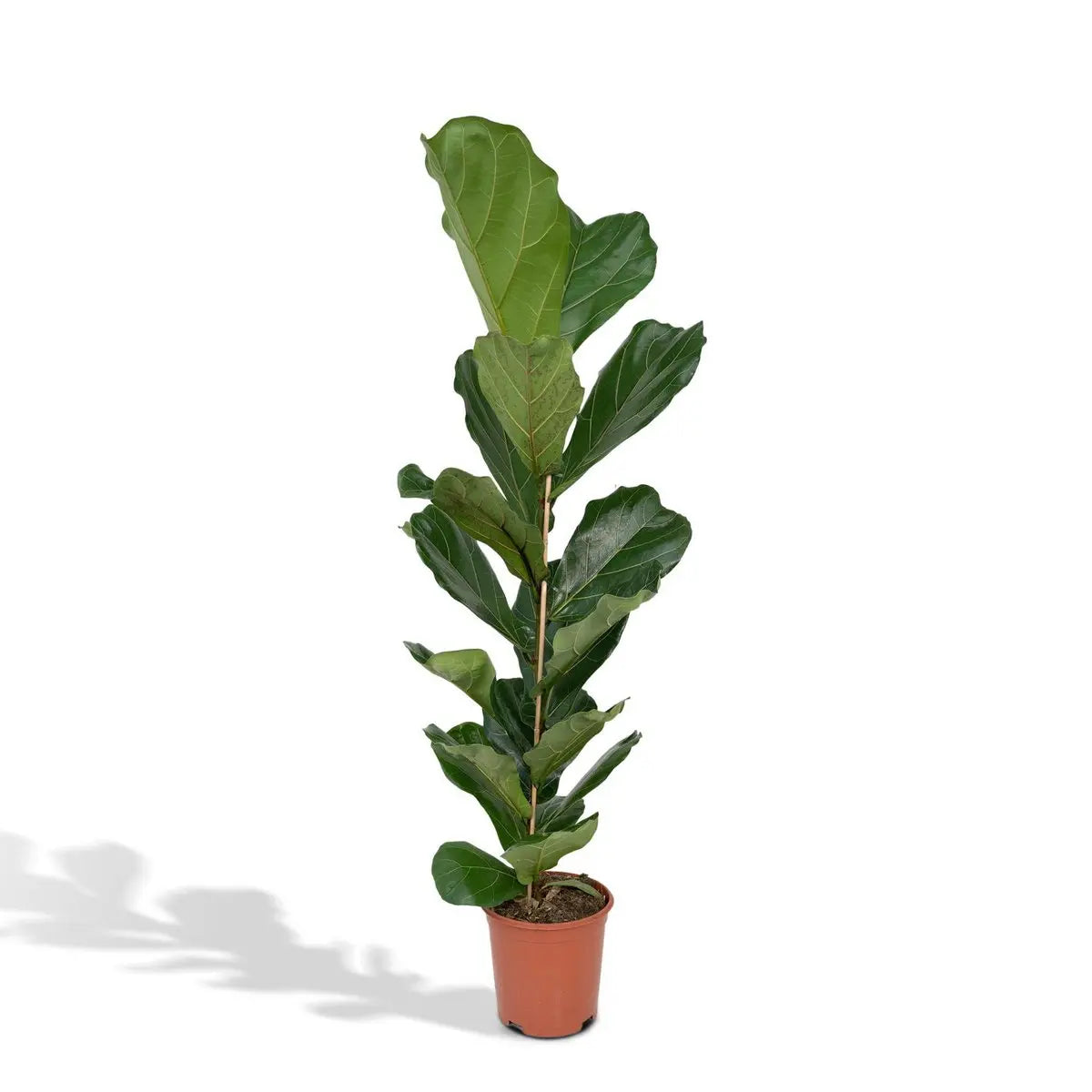 Ficus Lyrata - Gummipflanze - Ø21cm - ↕100cm MEERgroothandel Planten