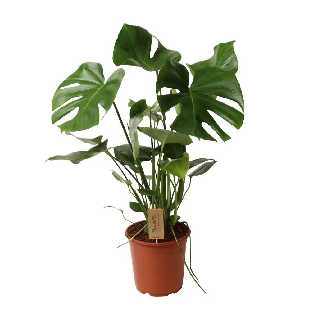 Köstliche Monstera P21 - Ø21cm - ↕60 cm MEERgroothandel Planten