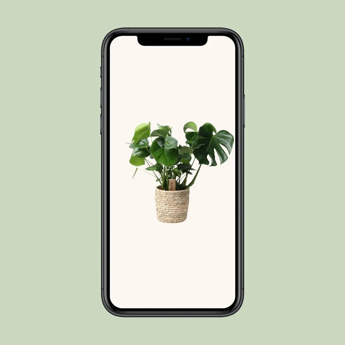 Monstera in Korb Palmleaf - Ø21CM - ↕60 cm MEERgroothandel Planten