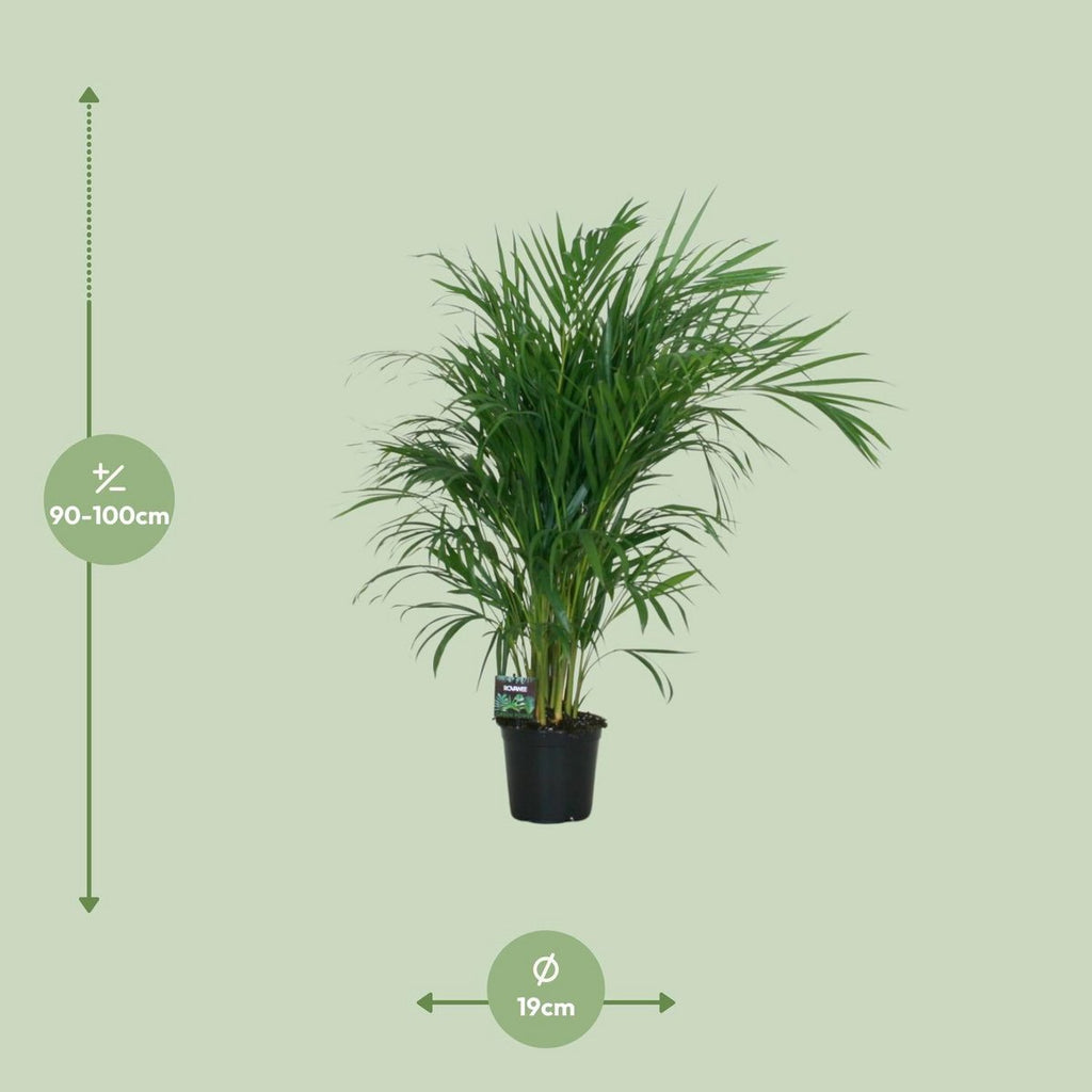 Dypsis Lutescens 120 - Ø19cm - ↕100 cm | Goldfruchtpalme