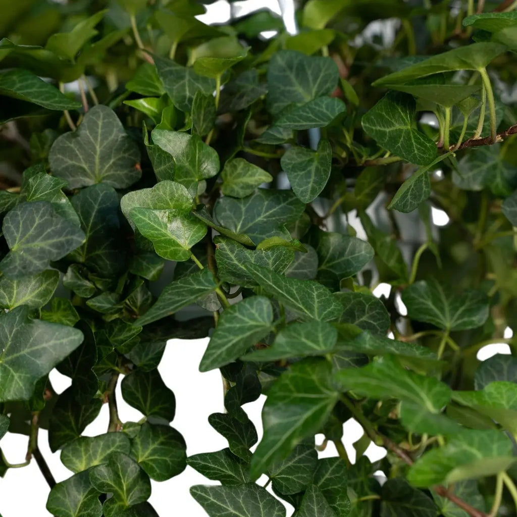 Hedera Wonder Green Hang - Efeu - Ø24cm - ↕70cm - Pille Gartenwelt