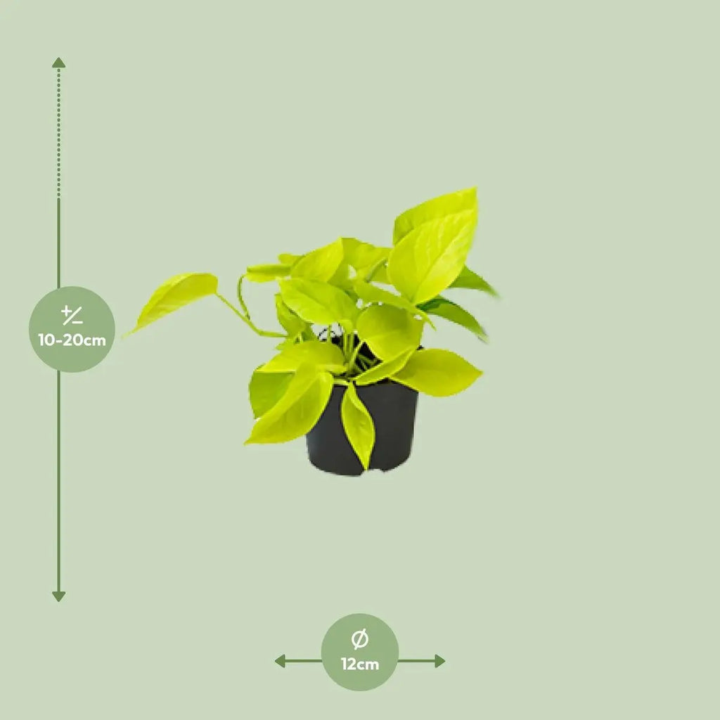 Epipremnum Golden Pothos - Scindapsus - Ø12 - ↕15 cm