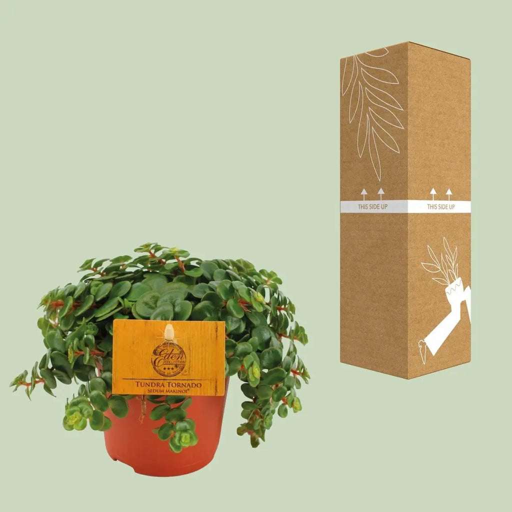Fette Henne Sedum Tornado - Ø11cm - ↕15cm