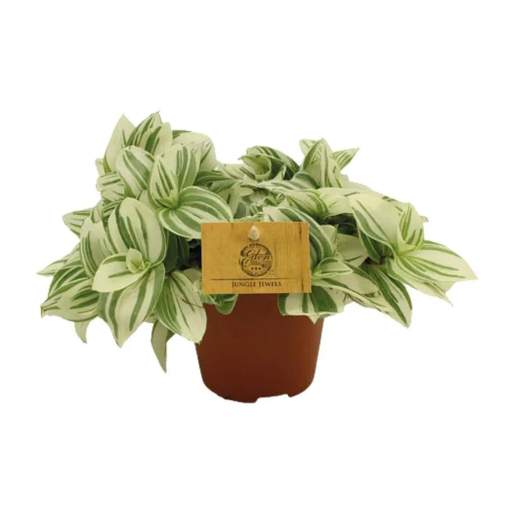 Tradescantia (Dreimasterblume) - Ø12 ↕20 cm |