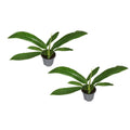 Philodendron Campiii - 2 Stück - Ø14cm - ↕40cm MEERgroothandel Planten