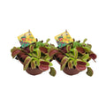 Venusfliegenfalle Dionaea Muscipula - 2 Stück - Ø12cm - ↕12cm | Venusfliegenfallen 2er Set - Pille Gartenwelt