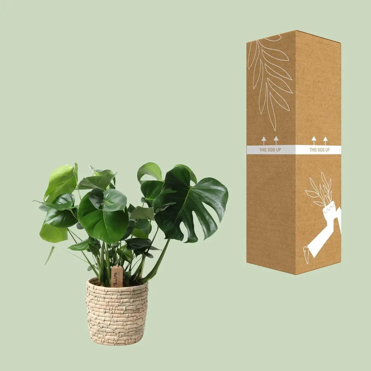 Monstera in Korb Palmleaf - Ø21CM - ↕60 cm MEERgroothandel Planten