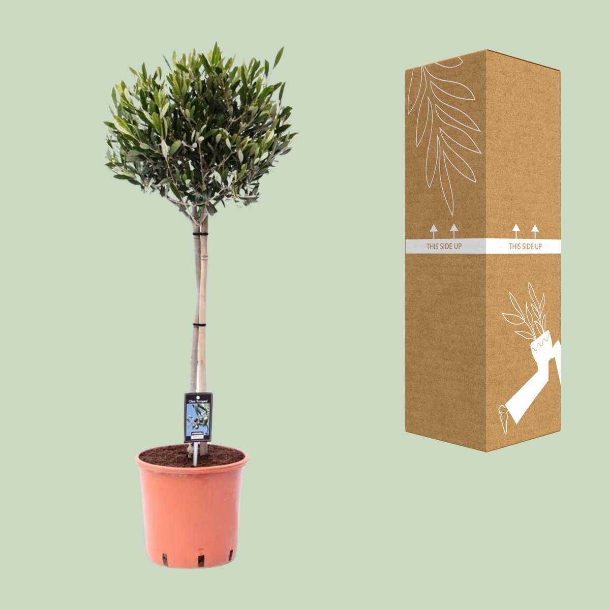 Olea Olive – Olivenbaum Ø22 cm, ca. 100 cm | mediterranes Flair