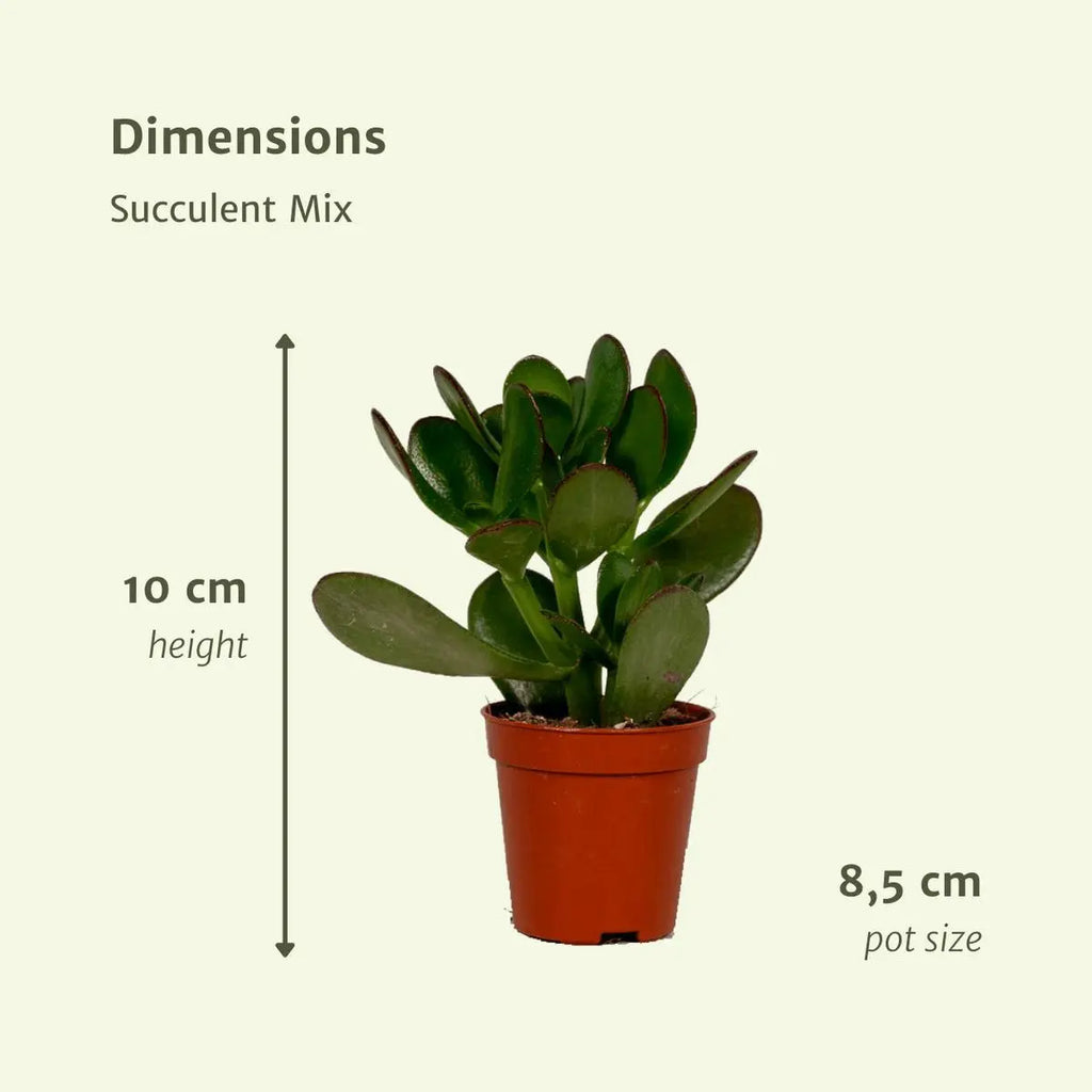 Everpring - Sukkulente Mischung - 18 Stücke - 10 cm - Ø8.5 - Pille Gartenwelt